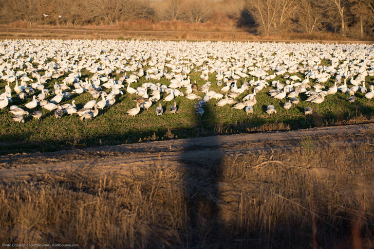 My Two Favorite Places to Photograph at Bosque del Apache National