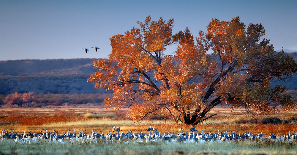 My Two Favorite Places to Photograph at Bosque del Apache National Wildlife Refuge