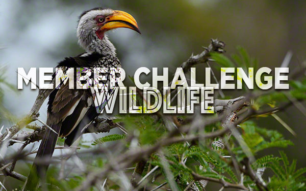 Member Challenge 3 | Wildlife