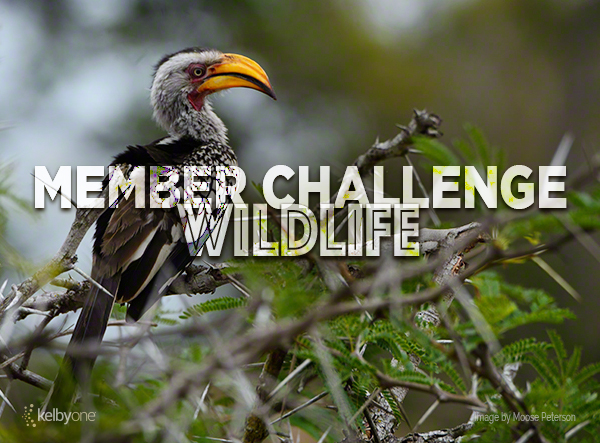 Member Challenge 3 | Wildlife
