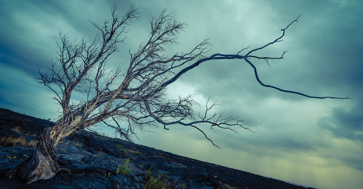 Story of an Image: The Gnarly Tree <BR> By Brian Matiash