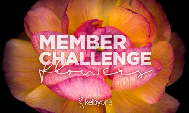 Member Challenge 20 | Flowers
