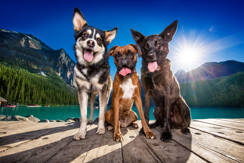 Dog portrait of 3 dogs sitting on a dock with their tongues hanging out. 