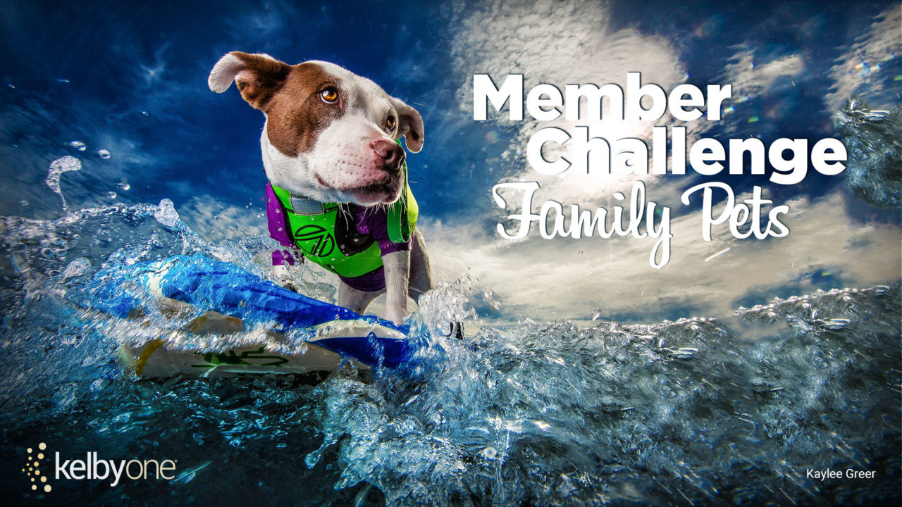 Member Challenge 28 | Family Pets