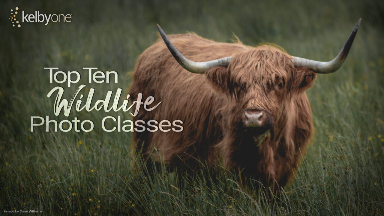 Top 5 Wildlife Classes
