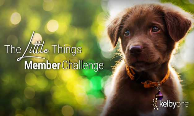 Member Challenge 31 |The Little Things