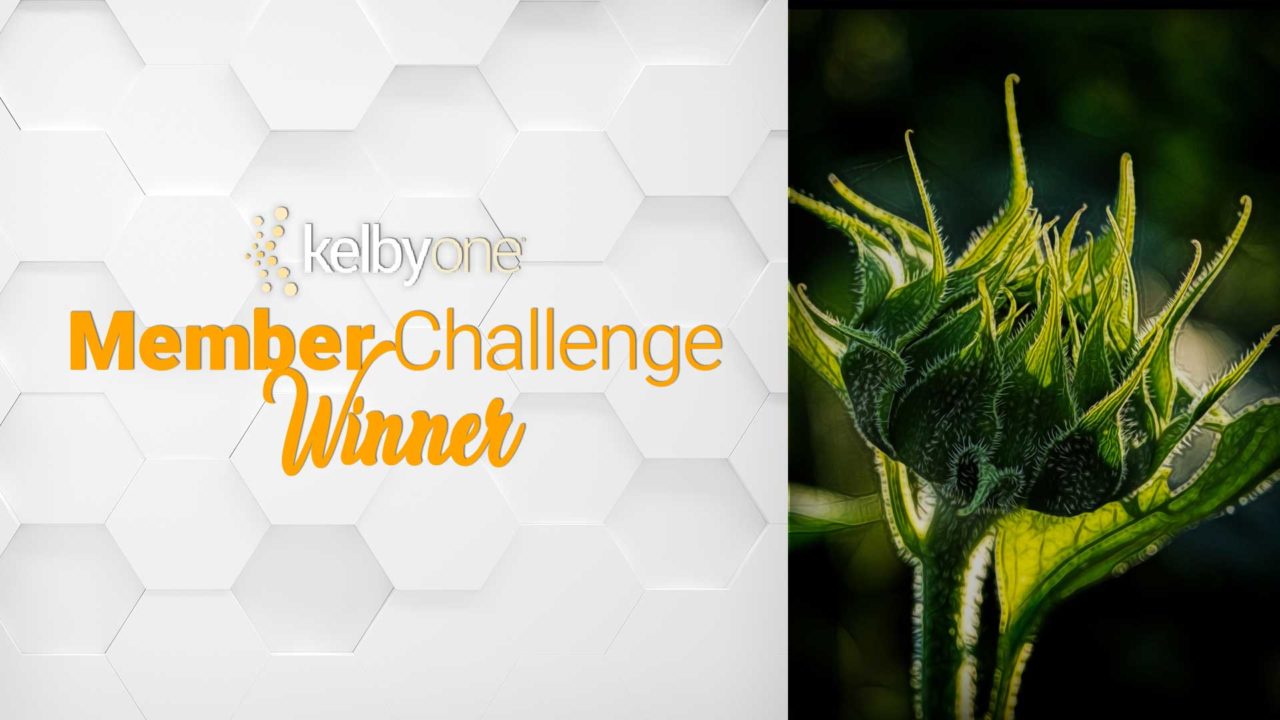 Member Challenge 31 Winner | Phillip Rubino