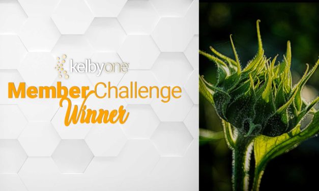 Member Challenge 31 Winner | Phillip Rubino