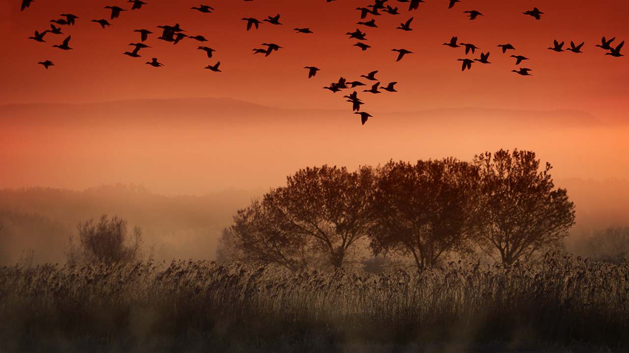 Top 5 Wildlife Classes - KelbyOne Insider
