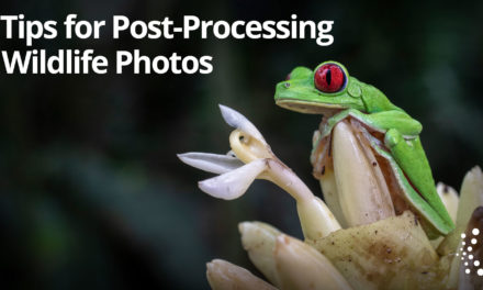 Bonus Class Content! Tips for Post-Processing Your Wildlife Images with Rick Sammon