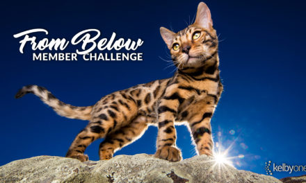 Member Challenge 35 | From Below