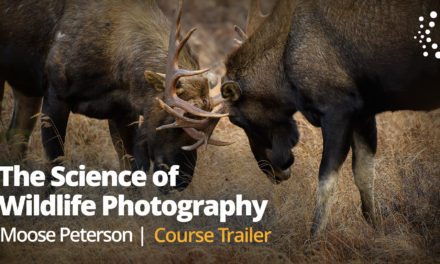 New Class Alert! The Science of Wildlife Photography with Moose Peterson