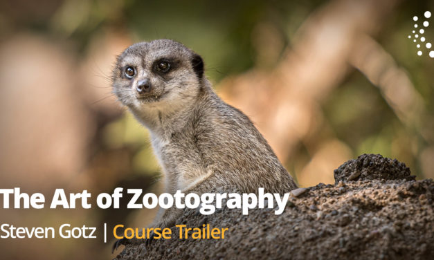 New Class Alert! The Art of Zootography with Steven Gotz