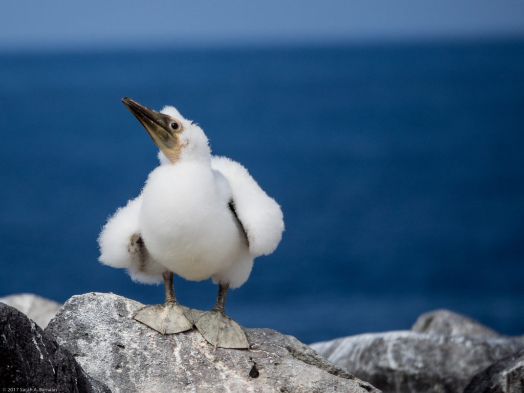A baby Nazca Booby in the Galapagos.