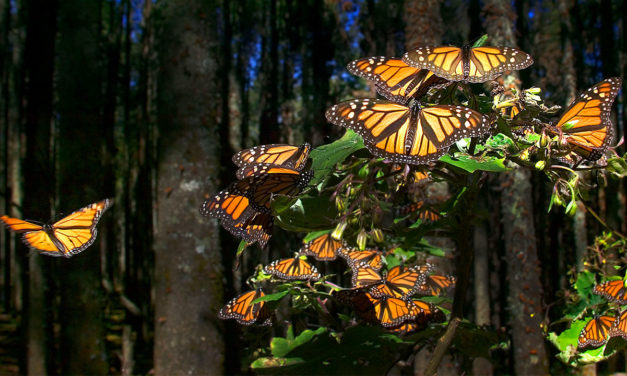 Catching Butterflies with Your Camera  <BR>by Rick Sammon
