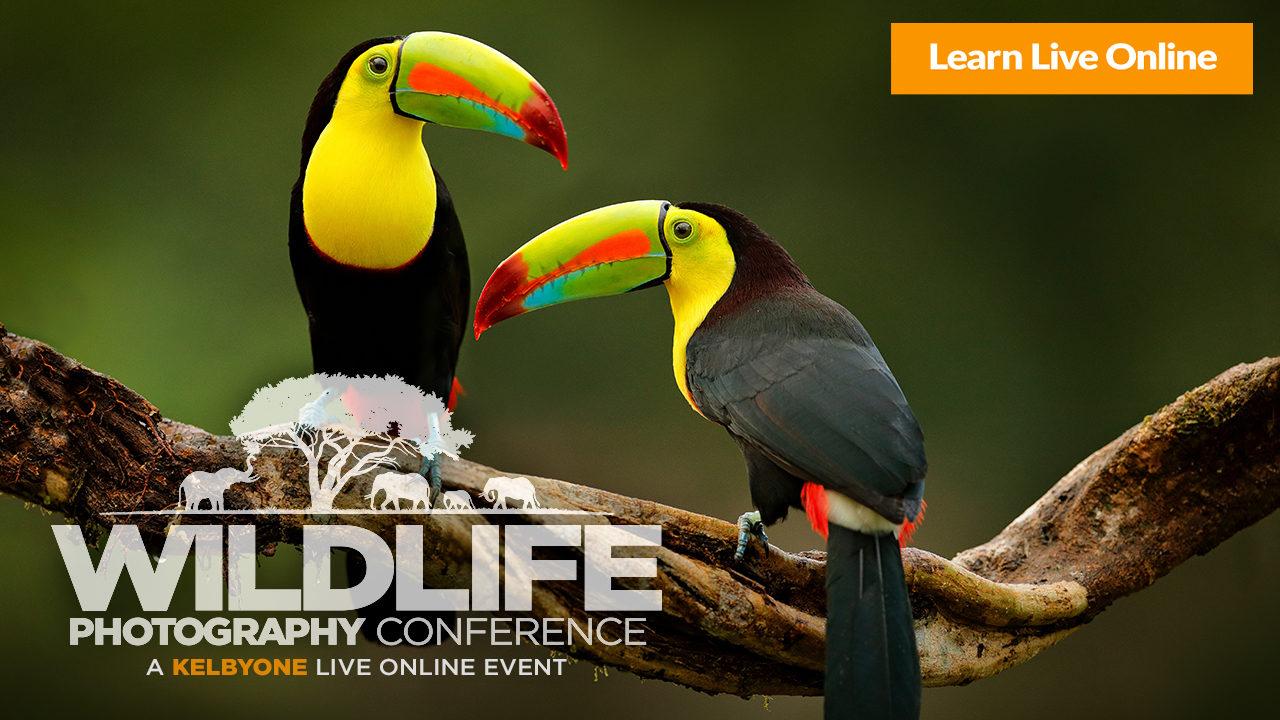 Improve Your Wildlife Photography with This Two Day Virtual Training!
