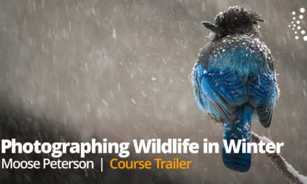 New Class Alert! Photographing Wildlife in Winter with Moose Peterson