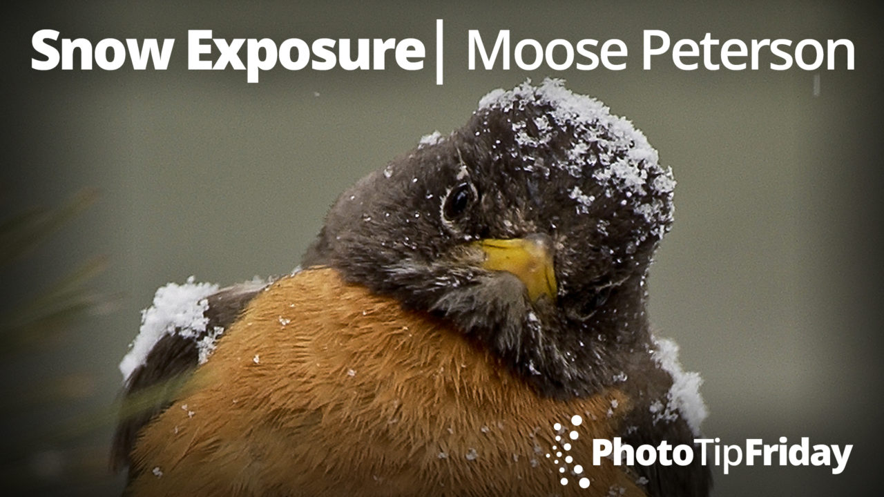 Snow Exposure with Moose Peterson | Photo Tip Friday