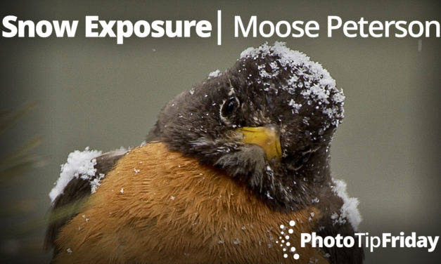 Snow Exposure with Moose Peterson | Photo Tip Friday