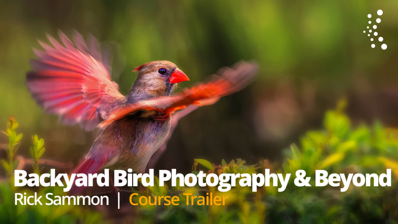 New Class Alert! Backyard Bird Photography and Beyond with Rick Sammon