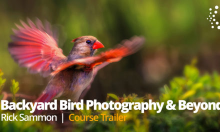 New Class Alert! Backyard Bird Photography and Beyond with Rick Sammon
