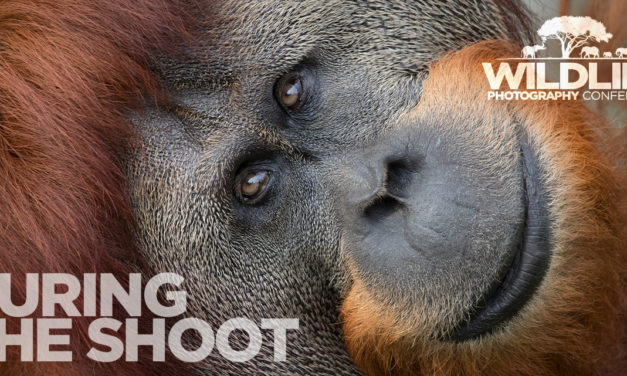 Your Guide to the Wildlife Photography Conference | During the Shoot