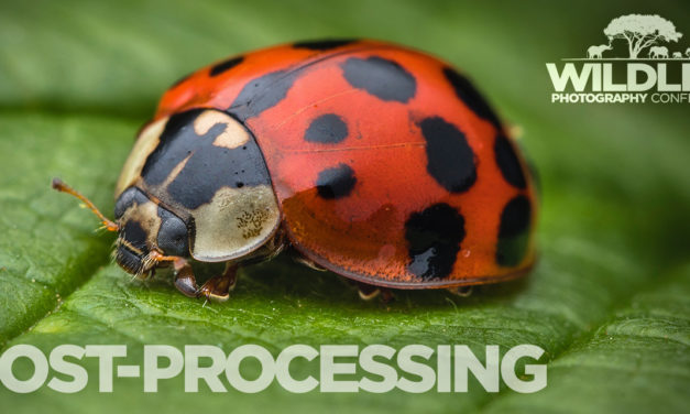 Your Guide to the Wildlife Photography Conference | Post-Processing