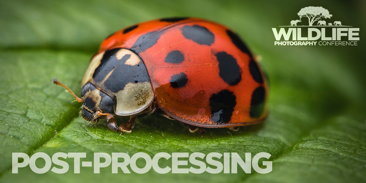 Your Guide to the Wildlife Photography Conference | Post-Processing