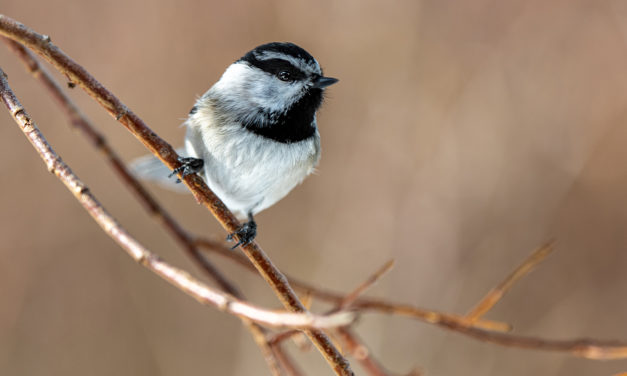 Backyard Bird Photography <BR>by Tom Bol