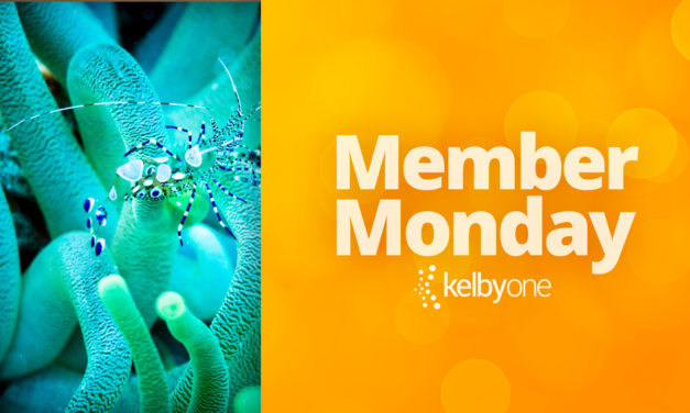 Member Monday Featuring Kelly Jones