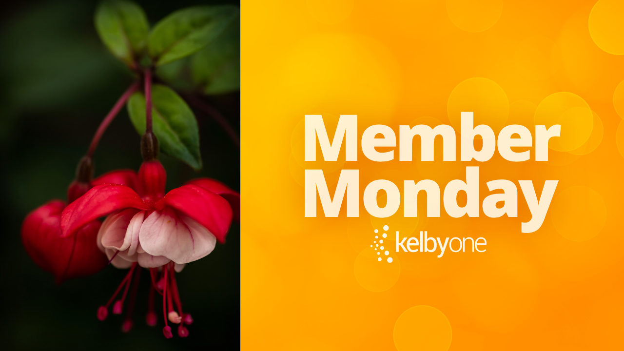 Member Monday Featuring  Patricia Grindley