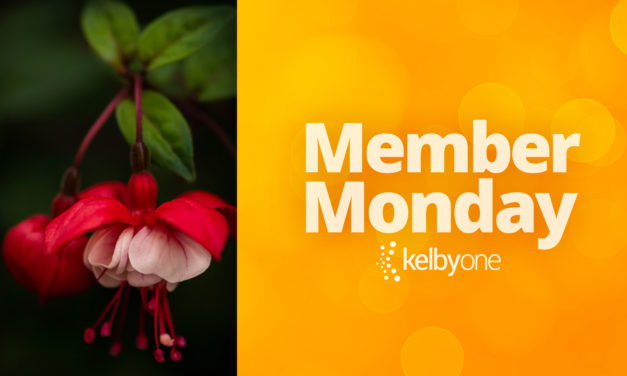 Member Monday Featuring  Patricia Grindley
