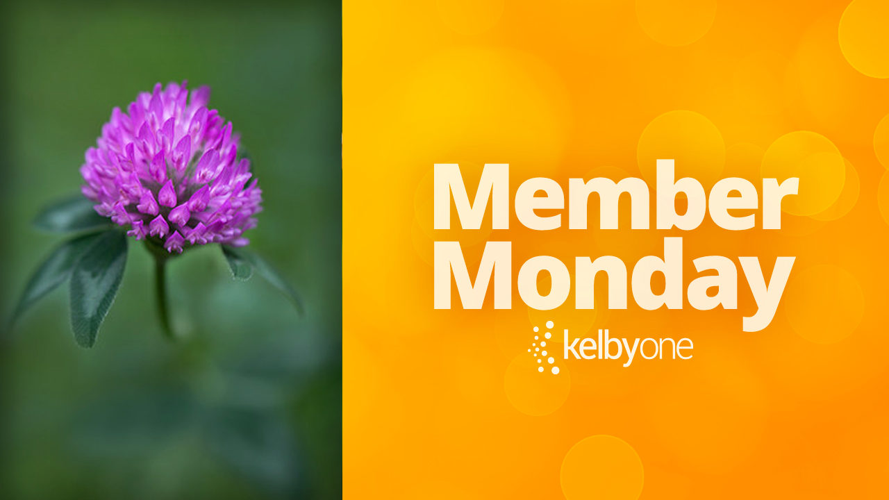 Member Monday Featuring Colleen Malley
