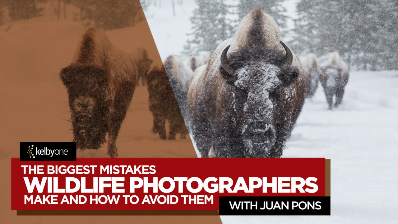 New Class Alert! The Biggest Mistakes Wildlife Photographers Make and How to Avoid Them with Juan Pons