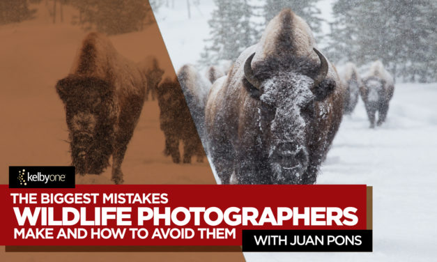 New Class Alert! The Biggest Mistakes Wildlife Photographers Make and How to Avoid Them with Juan Pons