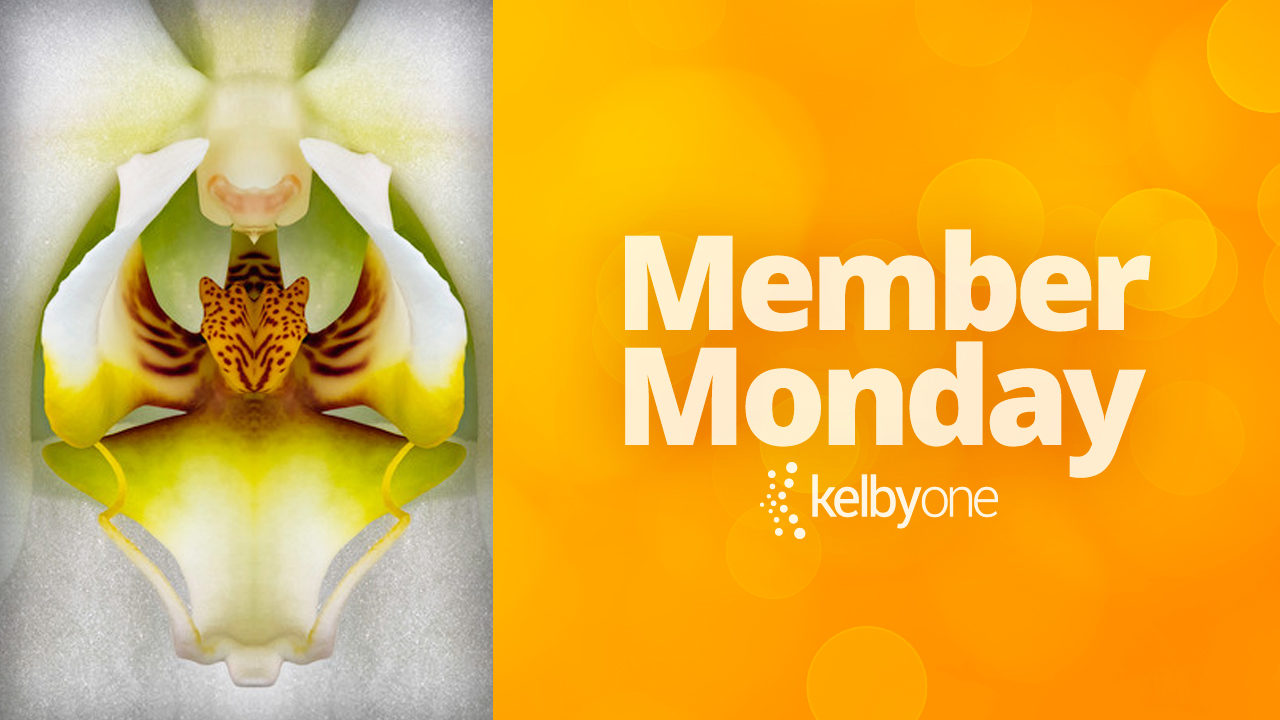 Member Monday Featuring Amy Perlmutter