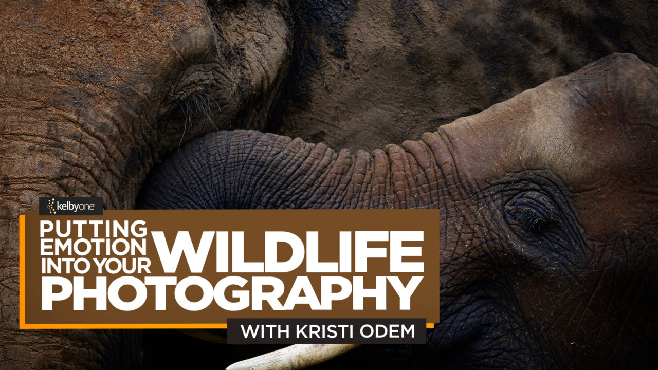 New Class Alert! Putting Emotion into Your Wildlife Photography with Kristi Odom