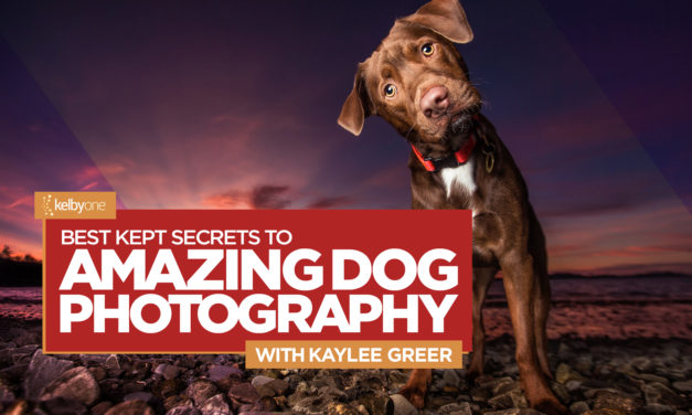 New Class Alert! Best Kept Secrets to Amazing Dog Photography with Kaylee Greer