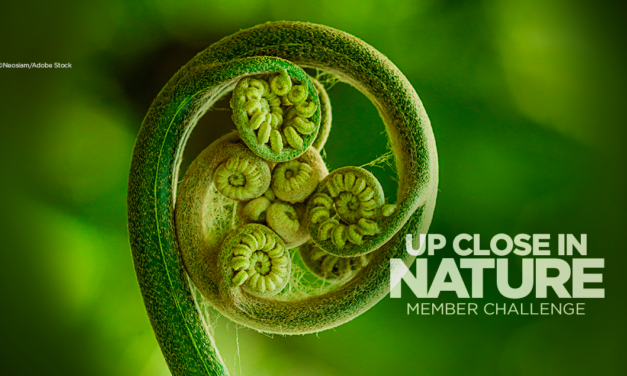 Enter the Up Close In Nature Member Challenge! (& Win Prizes!!)