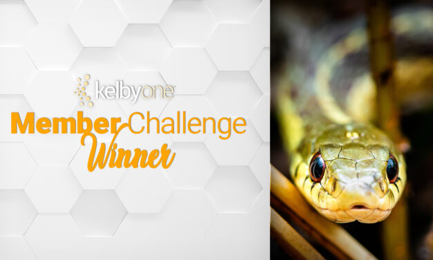 Up Close in Nature Winner: Kevin Rose | Member Challenge 54