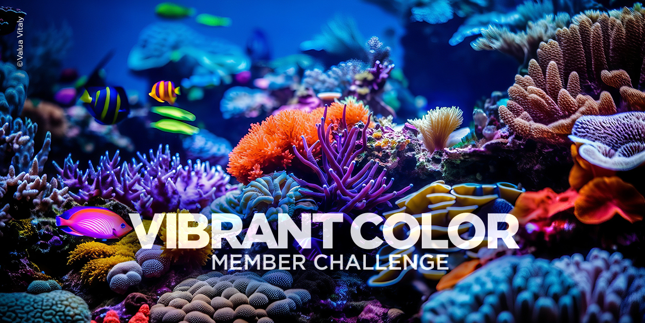 Enter the Vibrant Color Member Challenge! (& Win Prizes!!)