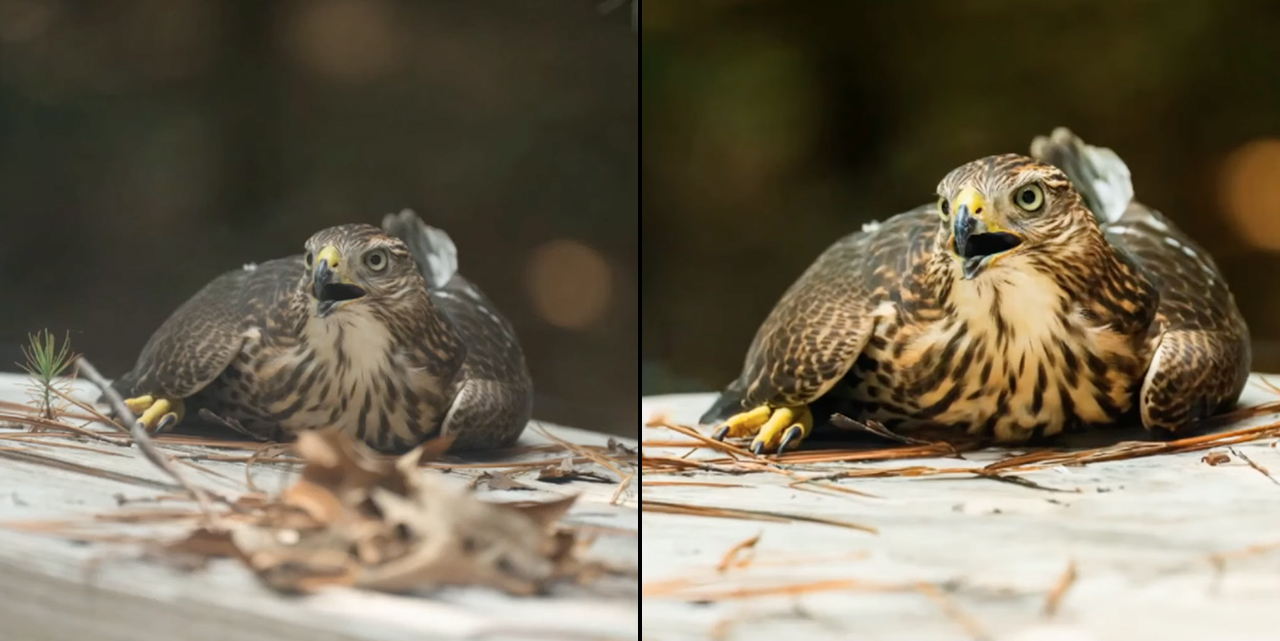 Blind Photo Edit: Transforming a Bird Shot from Good to Stunning
