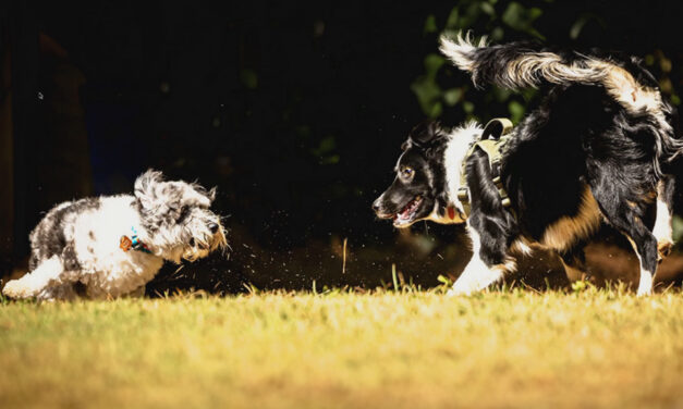 Blind Photo Critiques: Dog Photography Action Shots