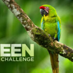 Enter the Green Member Challenge (& Win Prizes!!)