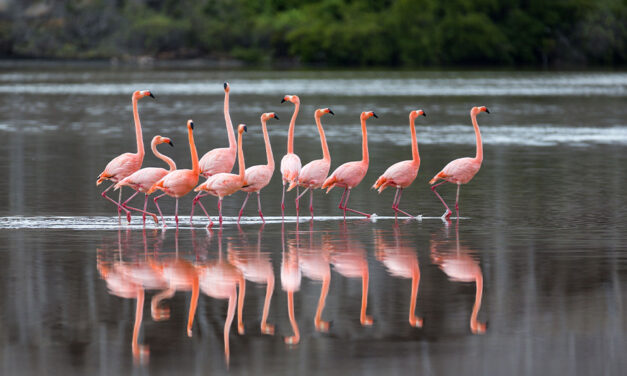 Wild Visions: Reflections in Wildlife Photography by Ian Plant