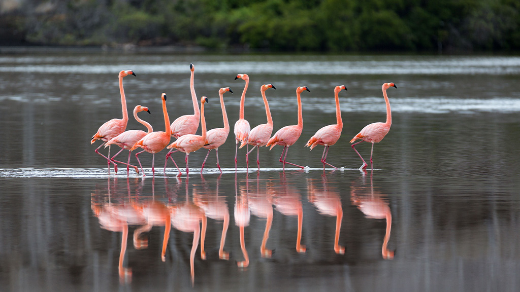 Wild Visions: Reflections in Wildlife Photography by Ian Plant