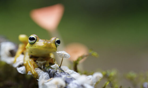 Avoid This Common Mistake for More Compelling Wildlife Images by Juan Pons