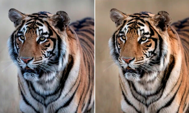 Why So Blue? Post-Processing Quick-Fixes for Wildlife Photos