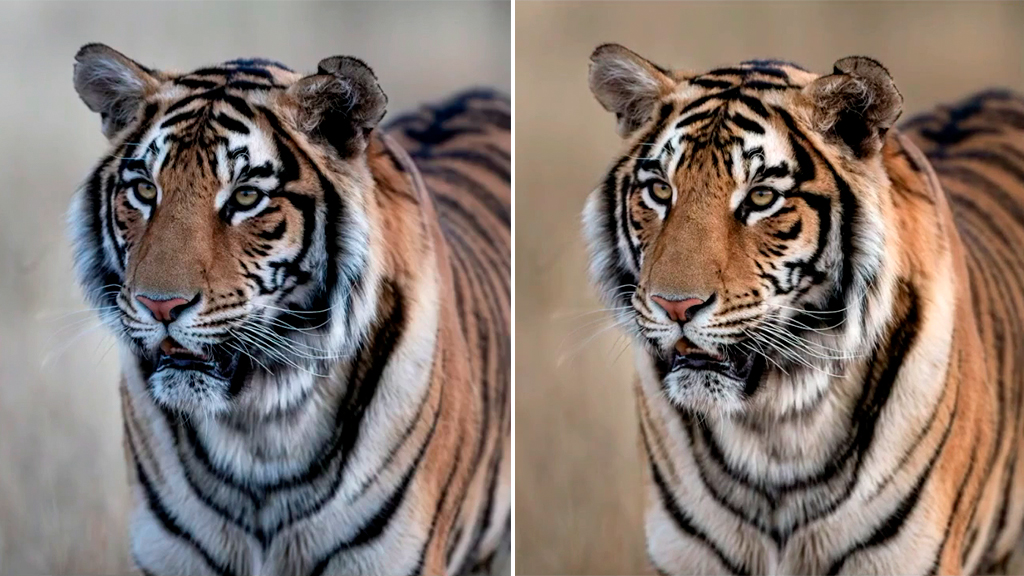 Why So Blue? Post-Processing Quick-Fixes for Wildlife Photos