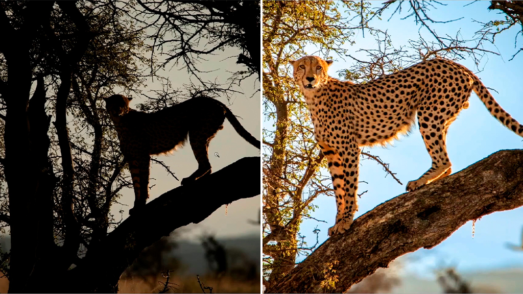 Sky, Crop, Subject Pop: Big Cat Photo Makeover!